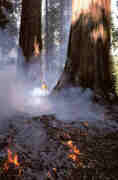 fuego_en_las_secuoyas